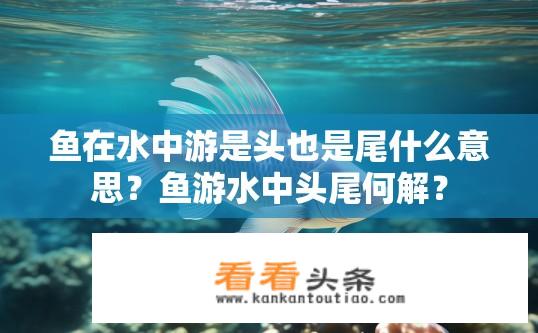 鱼在水中游是头也是尾什么意思？鱼游水中头尾何解？