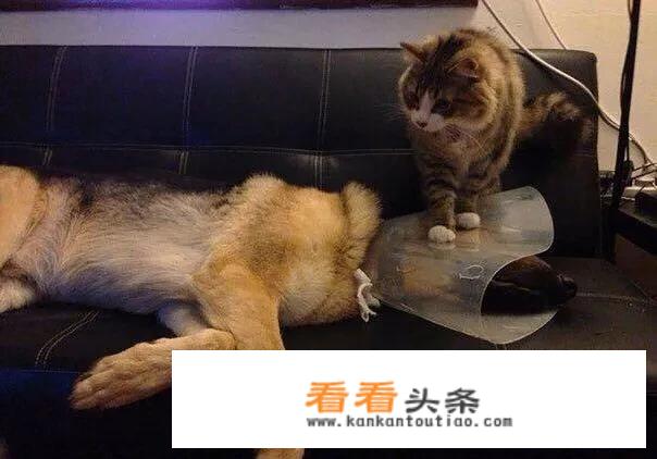 为什么她很喜欢用狗狗图片做微信头像？