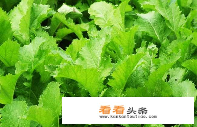 新鲜雪里蕻怎么处理？