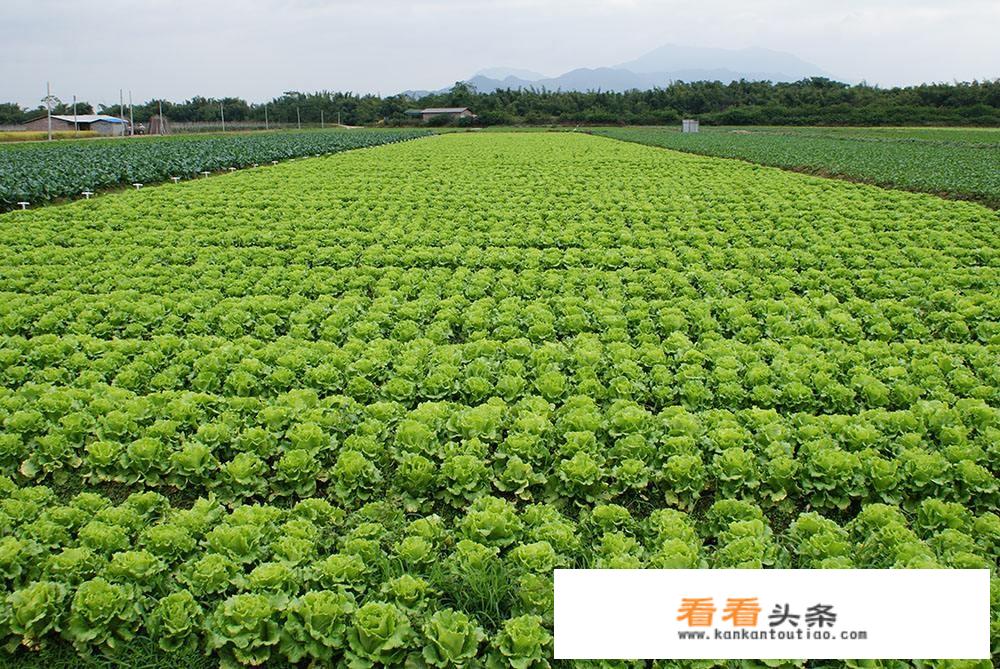 夏天种的菜种子有哪些？