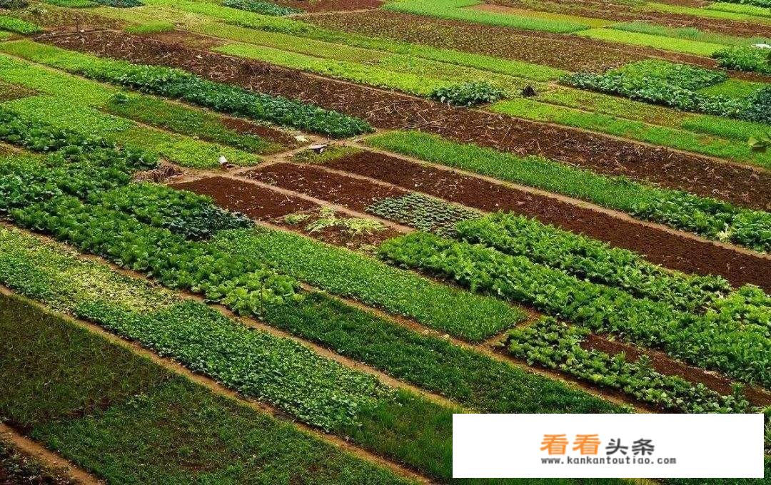 夏天种的菜种子有哪些？