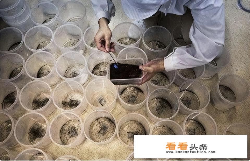 欧洲人和亚洲人的身体构造是一样的吗？