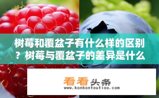 树莓和覆盆子有什么样的区别？树莓与覆盆子的差异是什么？