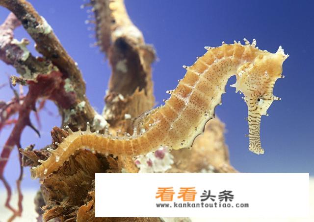 三亚特产有哪些值得买的？