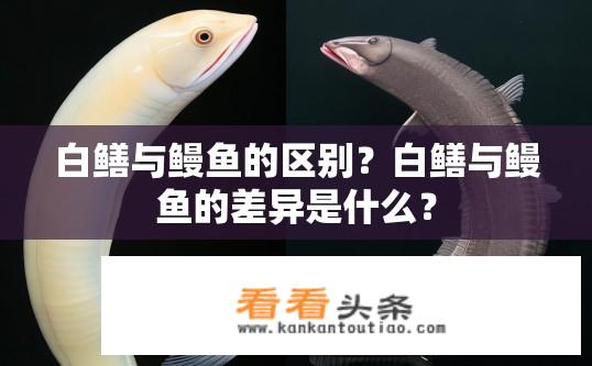 白鳝与鳗鱼的区别？白鳝与鳗鱼的差异是什么？