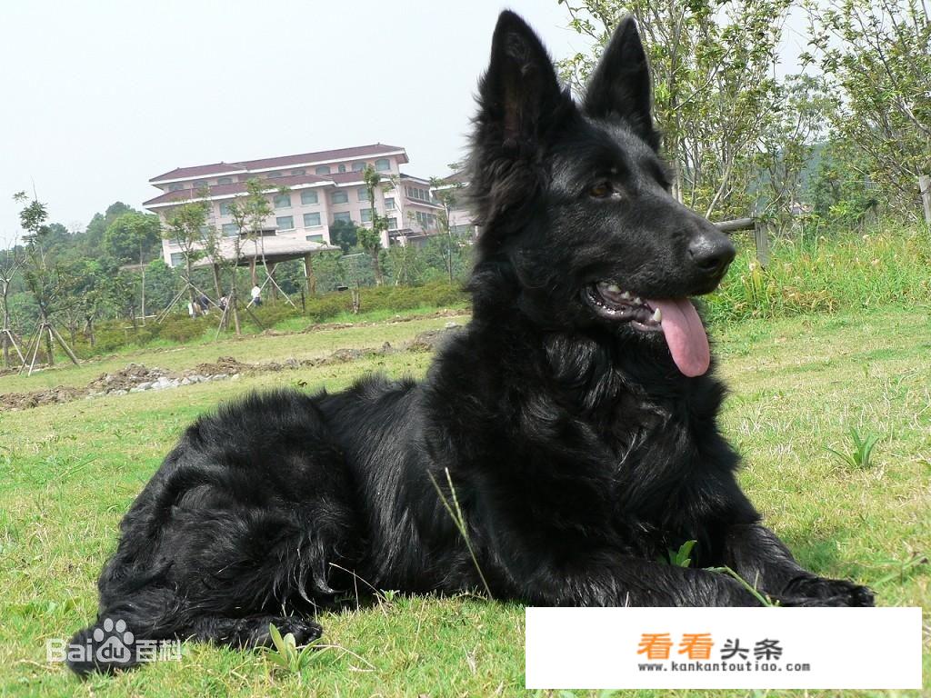 比利时牧羊犬可以作为猎犬吗？