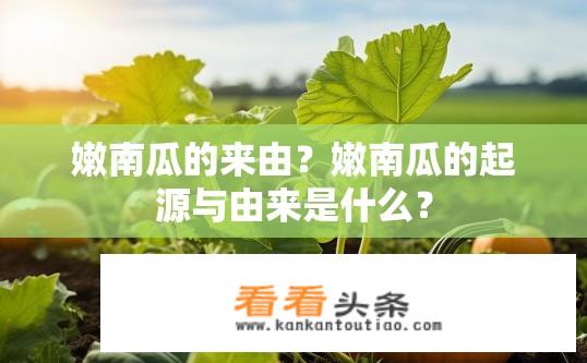 嫩南瓜的来由？嫩南瓜的起源与由来是什么？