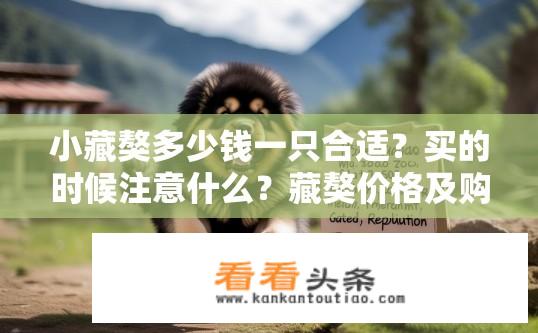 小藏獒多少钱一只合适？买的时候注意什么？藏獒价格及购买注意事项？