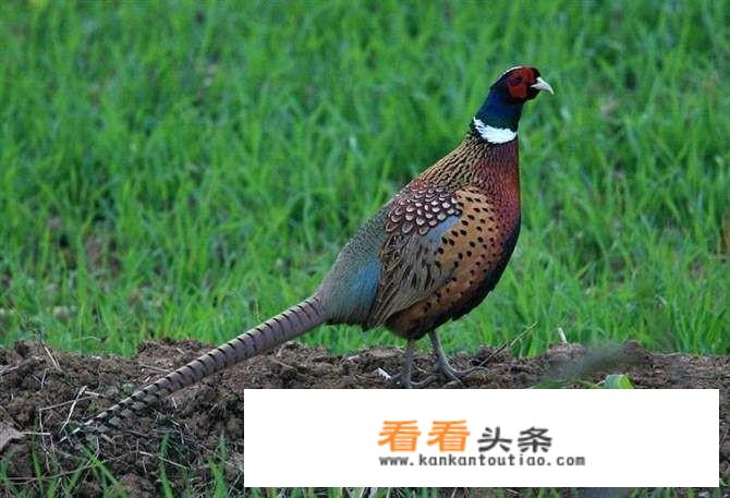 七彩山鸡多少钱一斤？如何做七彩山鸡比较好吃？