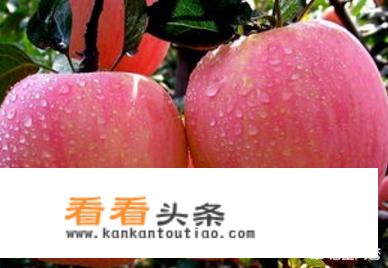 扁桃体发炎可以吃什么水果？