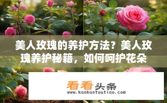美人玫瑰的养护方法？美人玫瑰养护秘籍，如何呵护花朵？