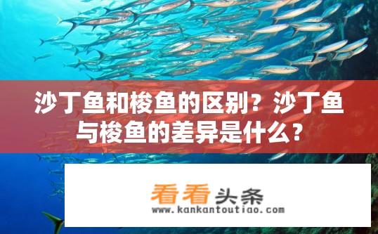沙丁鱼和梭鱼的区别？沙丁鱼与梭鱼的差异是什么？