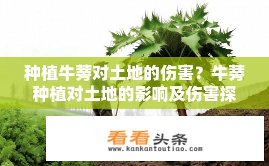 种植牛蒡对土地的伤害？牛蒡种植对土地的影响及伤害探讨？