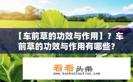 【车前草的功效与作用】？车前草的功效与作用有哪些？