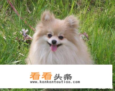 如何成为称职的宠物主人？
