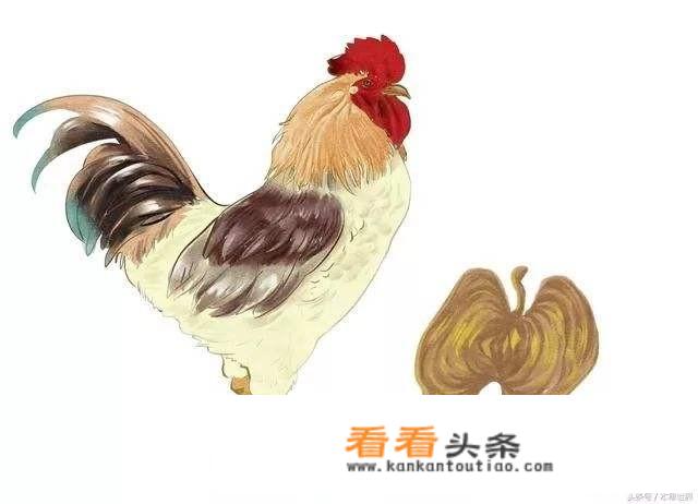 鸡肾怎么炒？