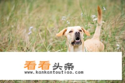 搅碎的鱼肉泥可以喂狗吗？