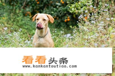 搅碎的鱼肉泥可以喂狗吗？