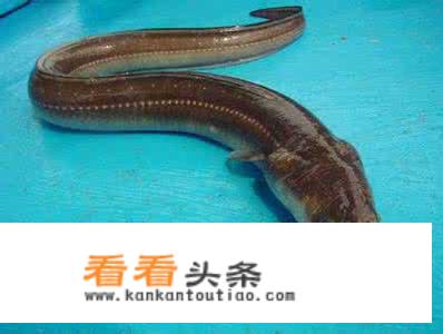 鳗鱼图片和营养价值？