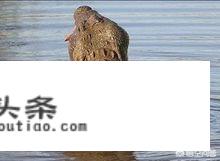 有没有类似变异巨鳄、巨人鲨等类型的电影可推荐？