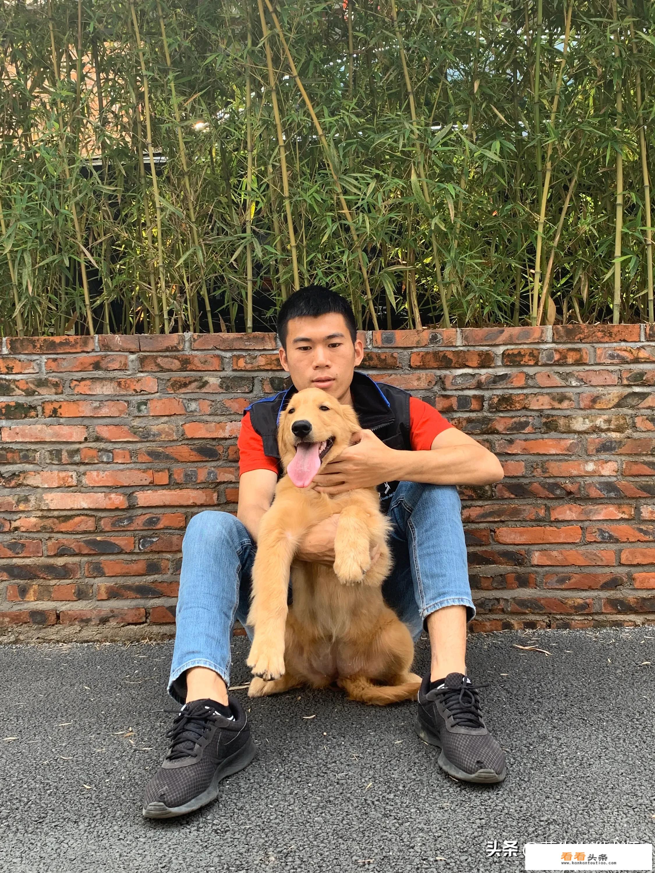 养金毛犬一天多少钱，听说比养个人还贵，一千一月？