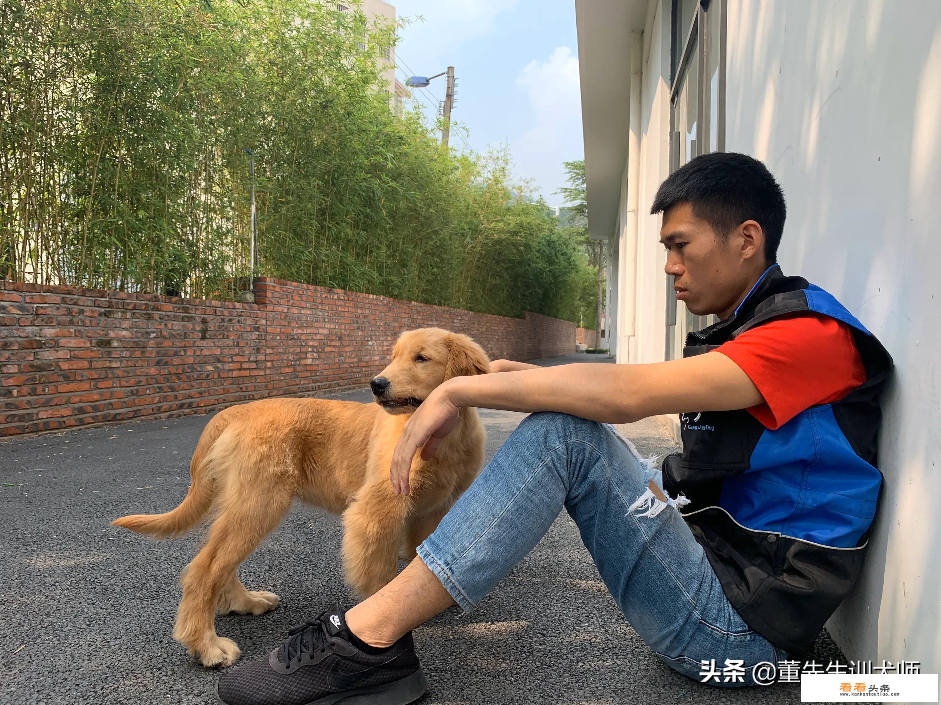 养金毛犬一天多少钱，听说比养个人还贵，一千一月？
