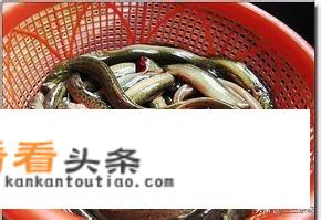 红烧泥鳅最正宗的做法王刚？