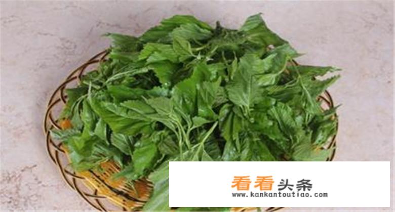 桑葚叶怎么做比较好吃？