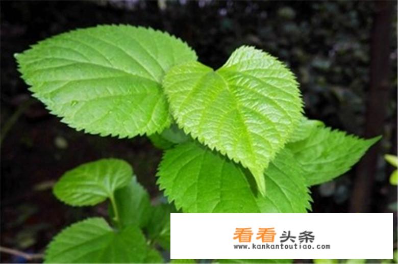 桑葚叶怎么做比较好吃？