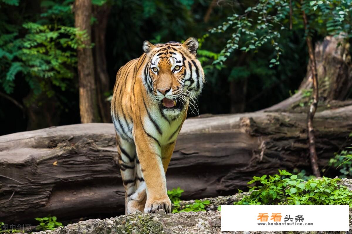 猎人笔记第四章读后感？