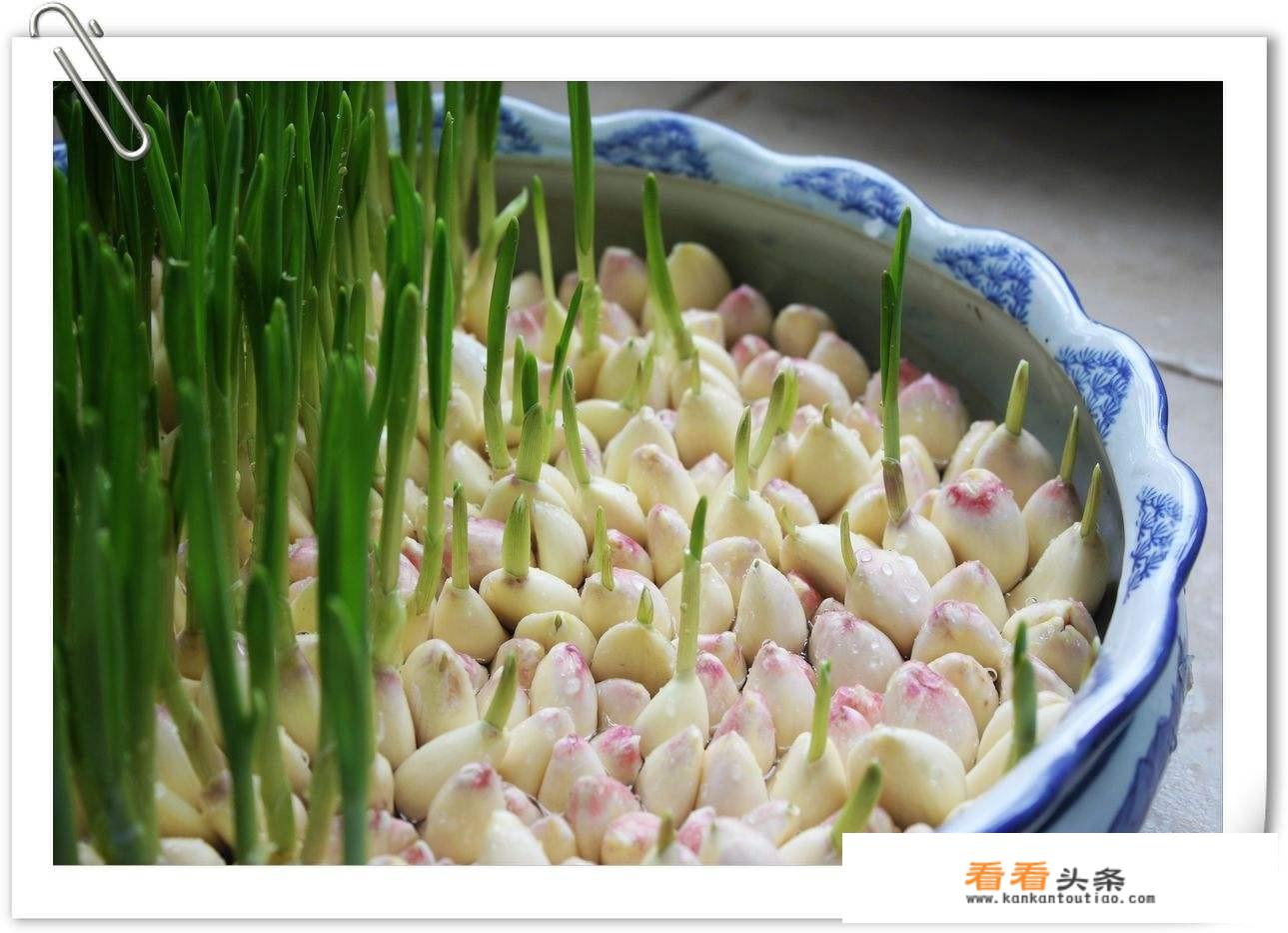 蒜种植时间和方法？
