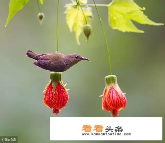 上海最好的本地牛奶？