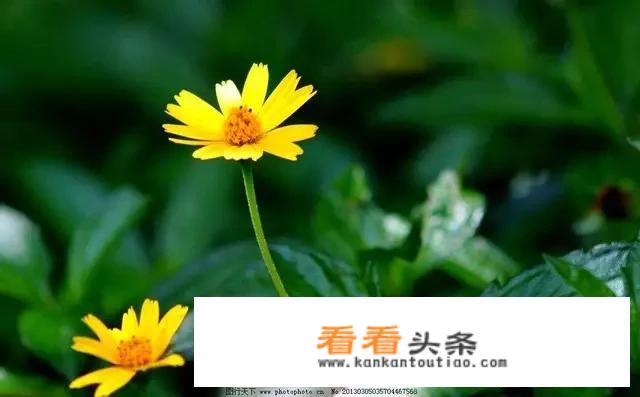 上海最好的本地牛奶？