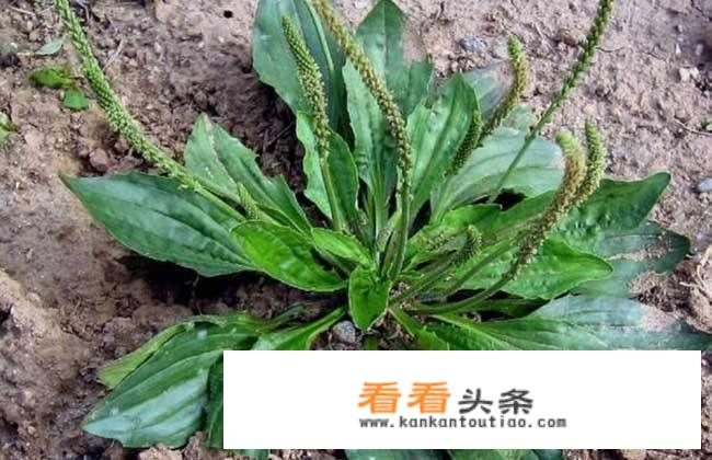 车前子的作用和功效是什么？