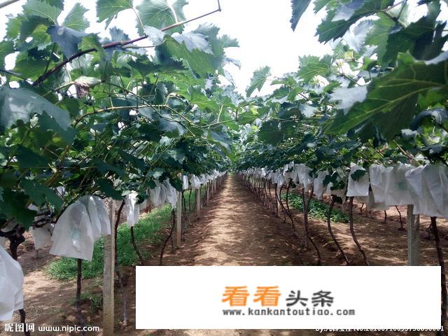 巨峰葡萄果梗怎么软