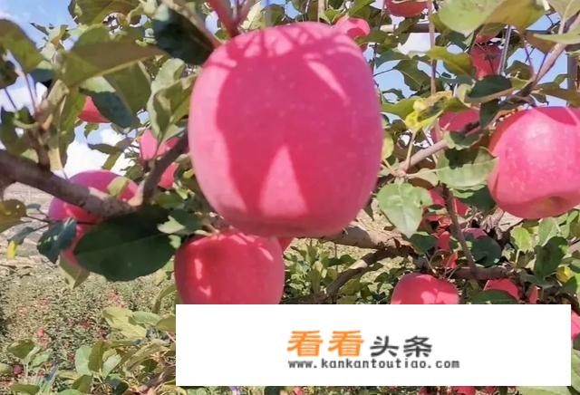 一个苹果二斤重，有没有可能是嫁接的？还有营养价值吗？