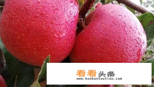 一个苹果二斤重，有没有可能是嫁接的？还有营养价值吗？