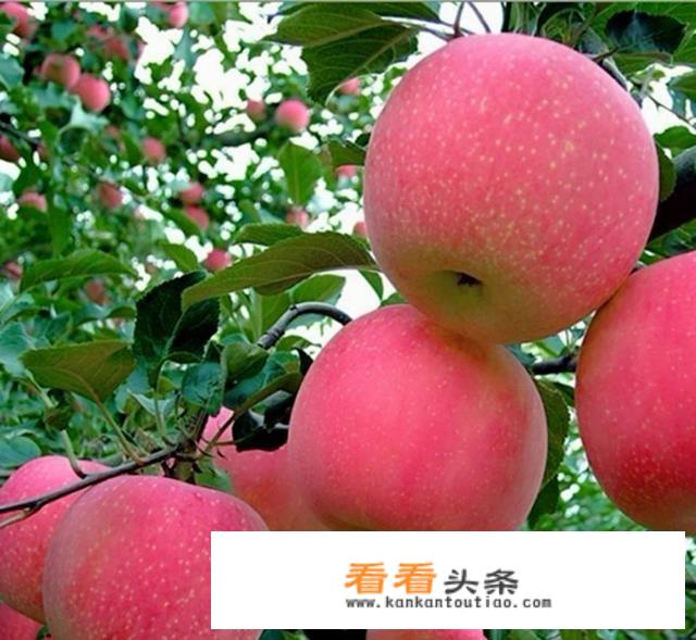 一个苹果二斤重，有没有可能是嫁接的？还有营养价值吗？