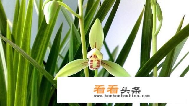 夏天兰花施什么肥好？