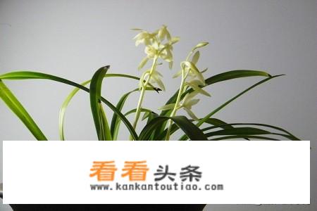 夏天兰花施什么肥好？