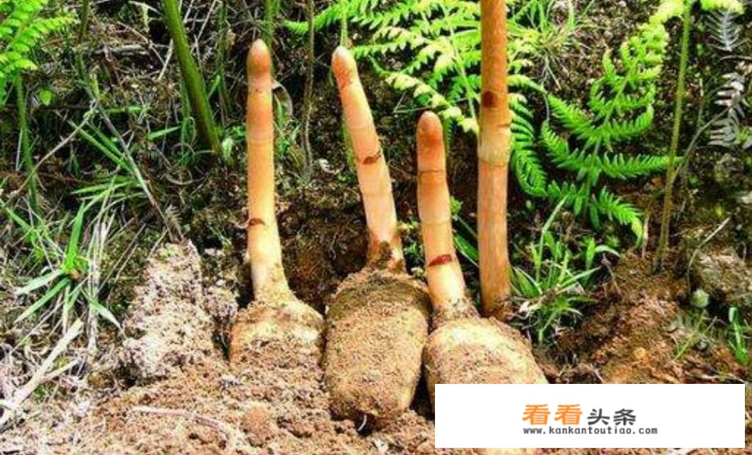 我是四川的，居住地海拔800米，想咨询一下能种植些什么药材？
