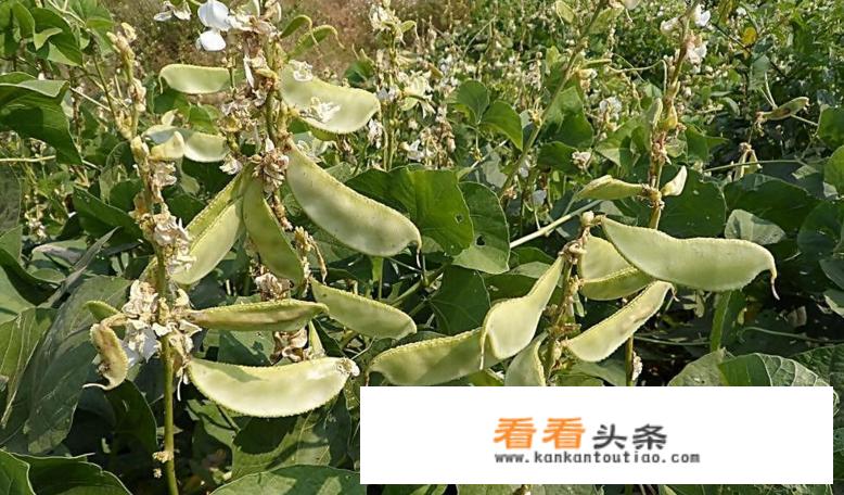 扁豆有什么功效和作用？