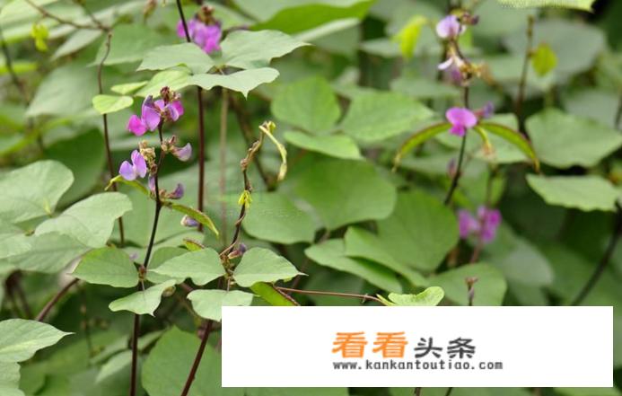 扁豆有什么功效和作用？
