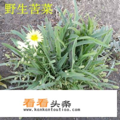 苦荬菜和苦菜有什么区别？各有什么作用？