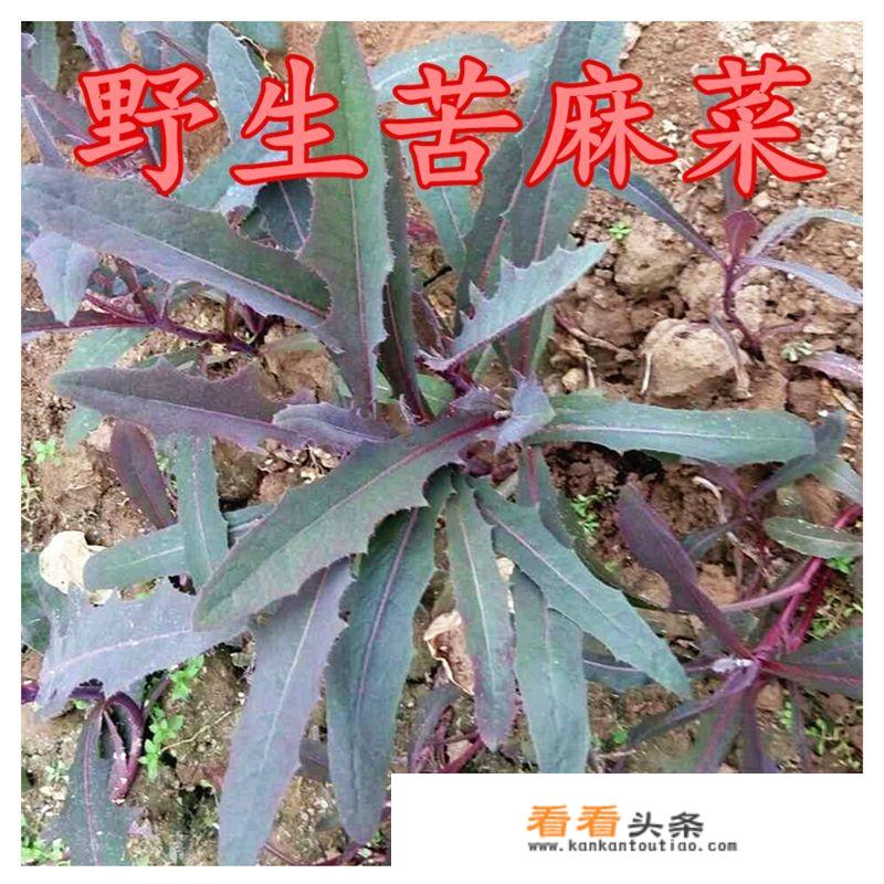 苦荬菜和苦菜有什么区别？各有什么作用？