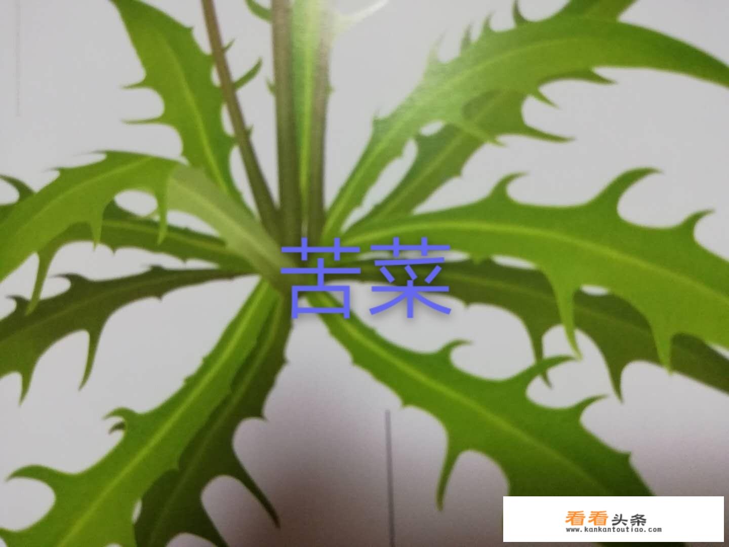苦荬菜和苦菜有什么区别？各有什么作用？
