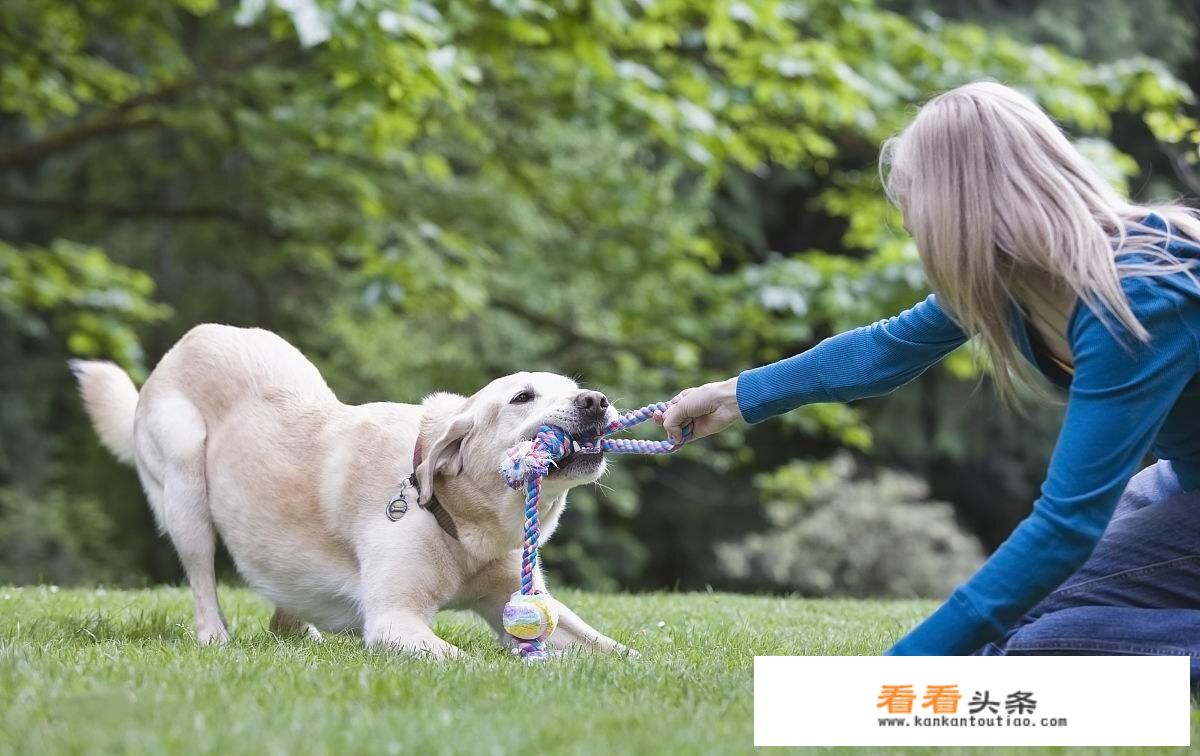 最贵十种小型犬？