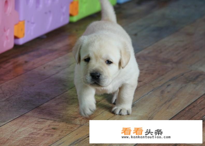 最贵十种小型犬？