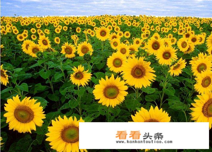种植向日葵挣钱吗？现在还有老品种呢？