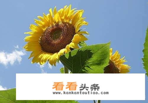 种植向日葵挣钱吗？现在还有老品种呢？